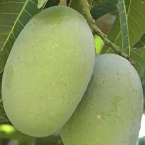ল্যাংড়া আম -২০কেজি