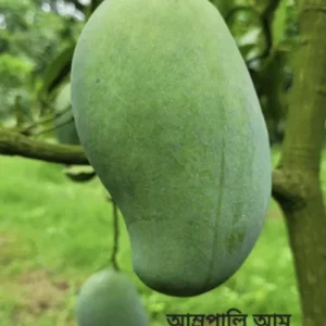 আম্রপালি আম-২০কেজি