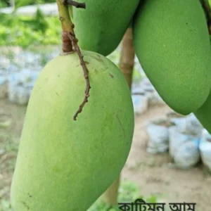 কাটিমন আম-১০কেজি
