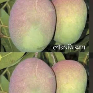 গৌরমতি আম-১০কেজি