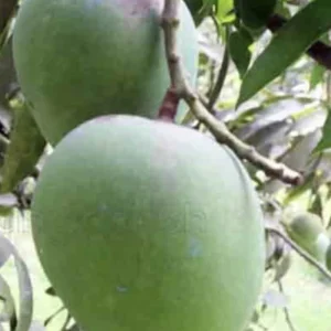 হিমসাগর আম ১০কেজি