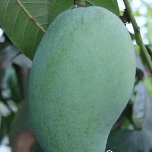 ফজলি আম-২০কেজি