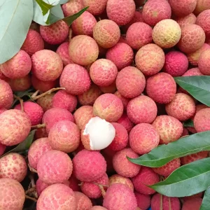 বোম্বাই লিচু